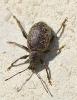 Otiorhynchus aurifer